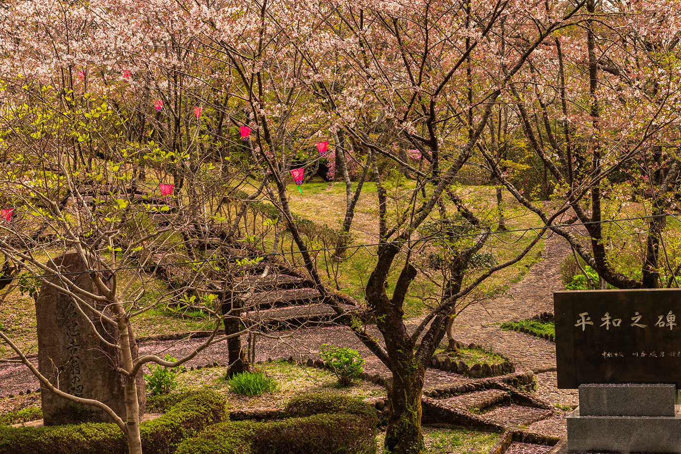 beauty Cherry Blossom Kochi Nature Outdoor Photography  pink sakura shikoku