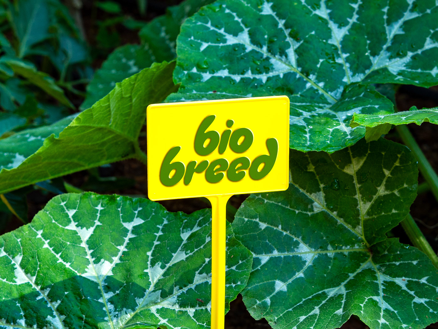plants brand identity 3D video Website Sustainability