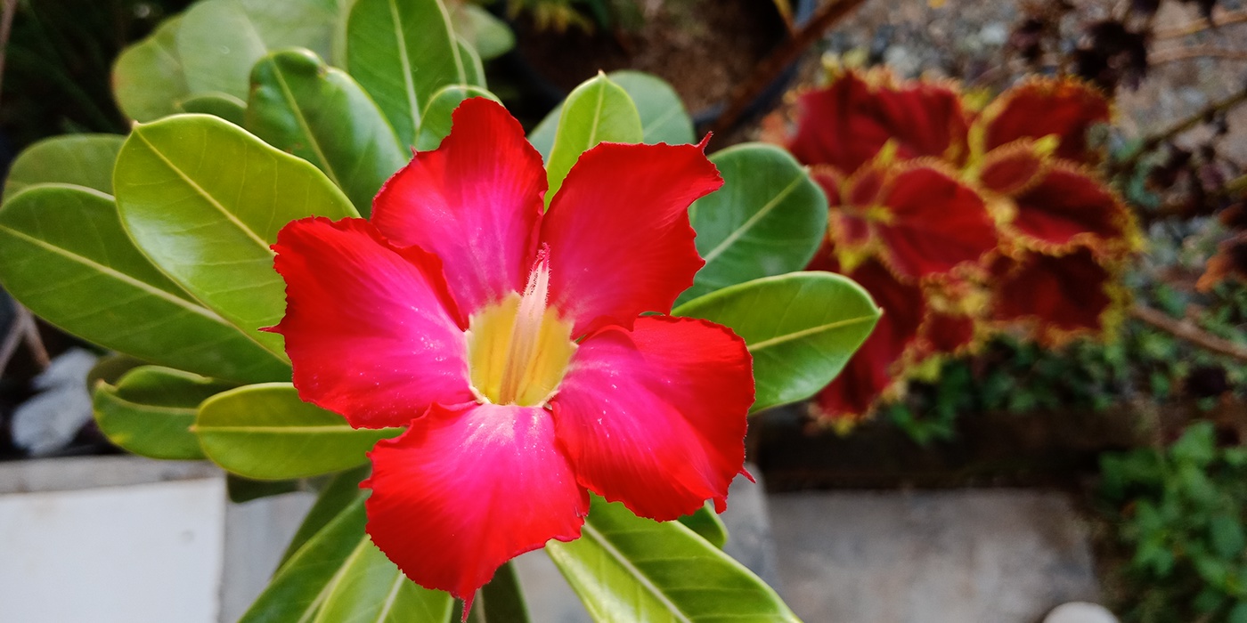#red #flower #kembangsepatu #indonesian #colorfull