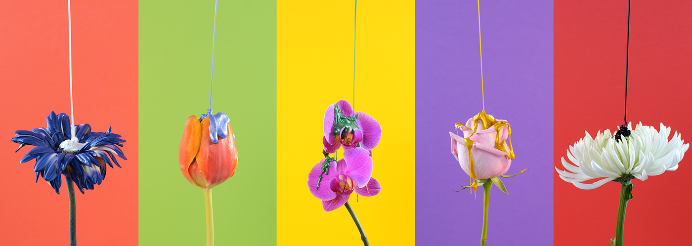 different flowers with liquids on top over different color backgrounds