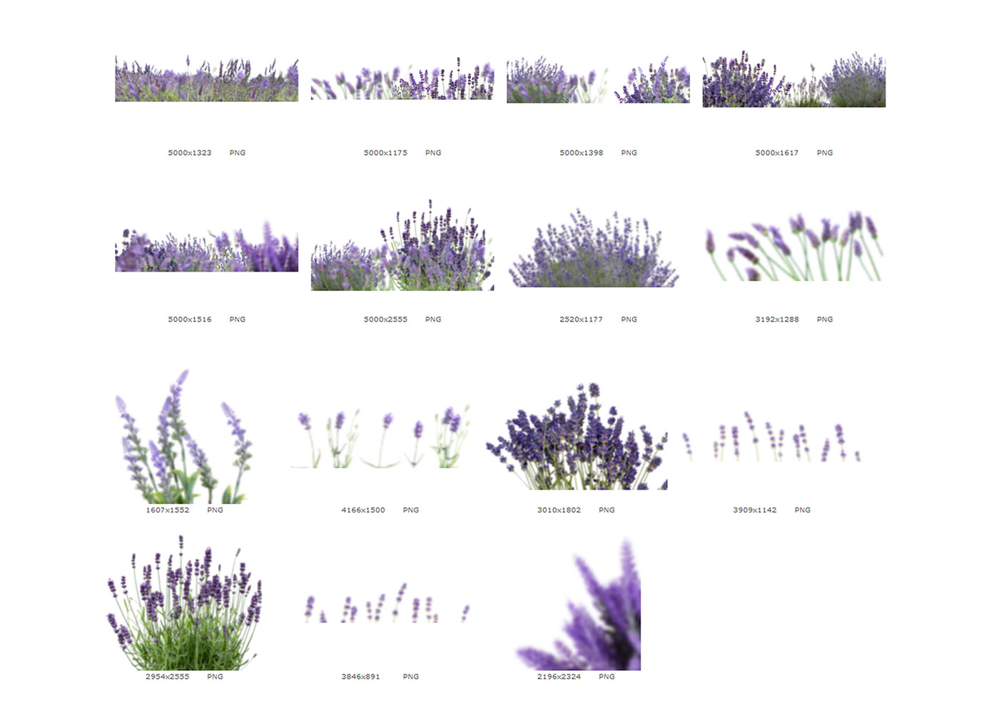 Digital Backdrop digital overlays Flower Overlays Png Lavender Overlays overlays photoshop photo overlays photography overlays photoshop overlays texture overlays