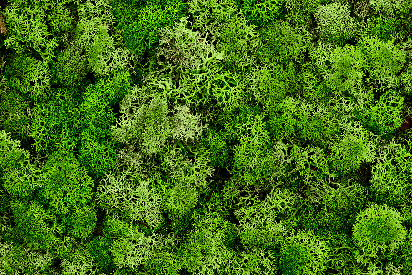 Reindeer lichen mosss texture Natureal background nirway Scandinavian design