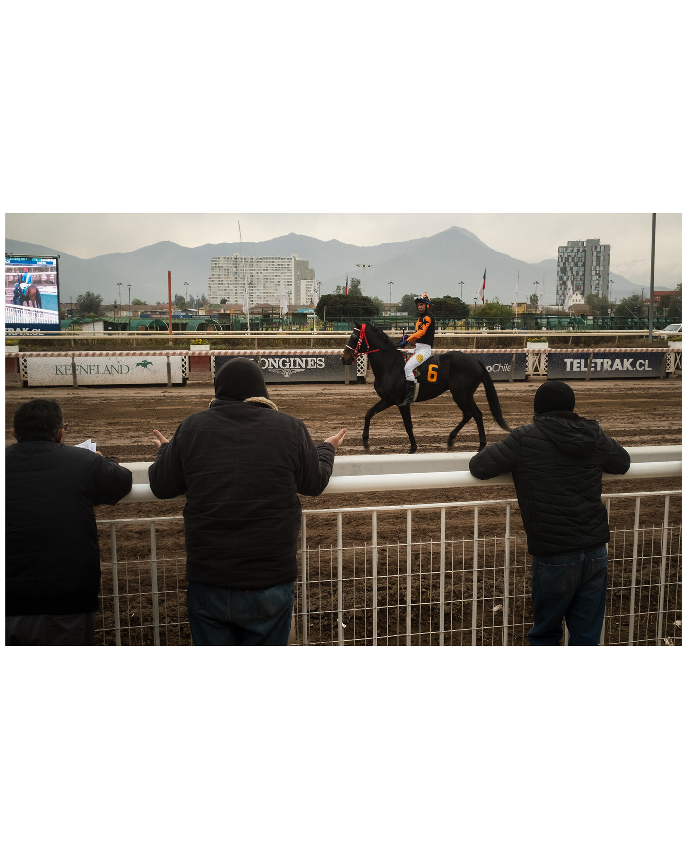 horse animal horses equine jockey Horse racing Horseracing