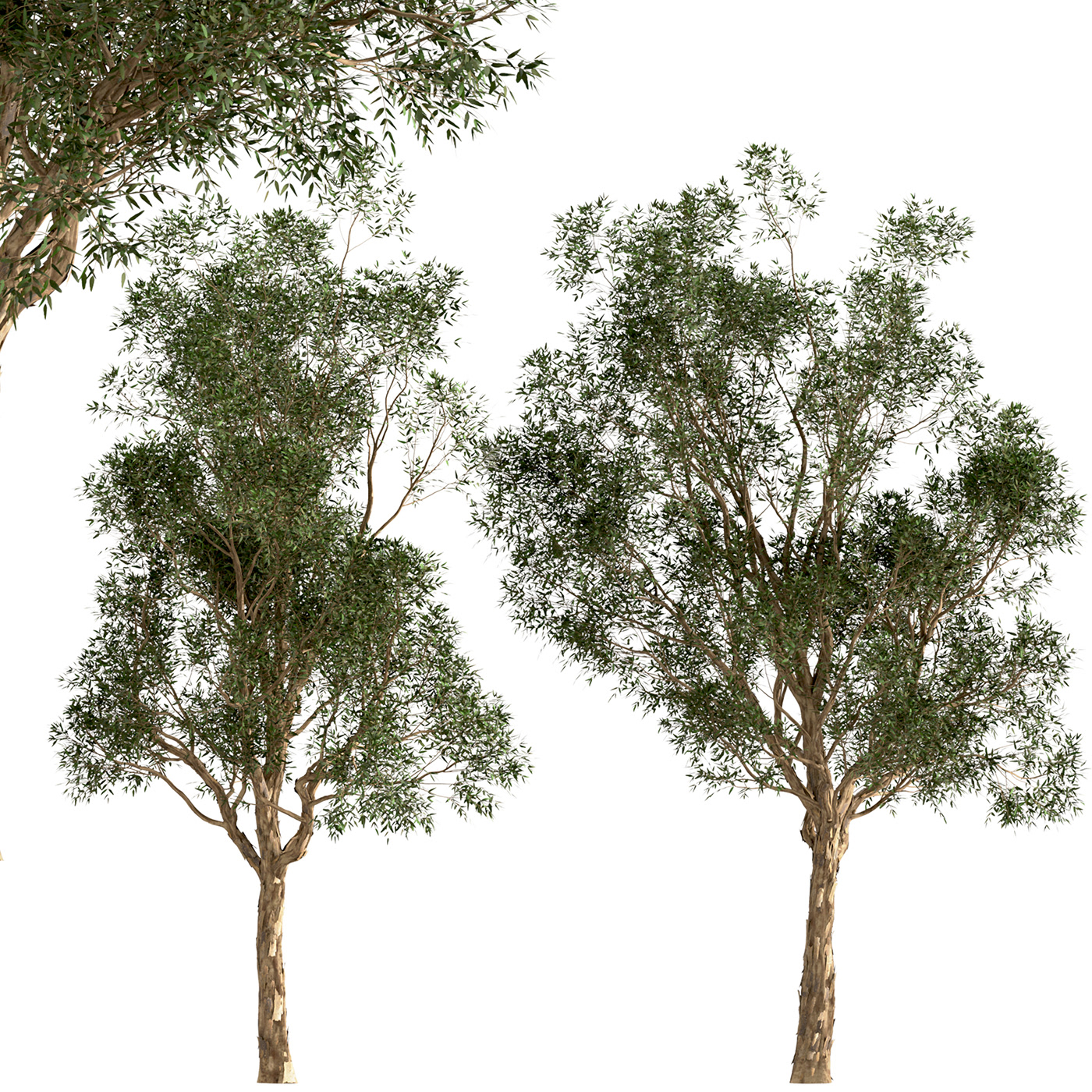 Australian eucalyptus garden Gum tree Landscape leaf Native Tree  trees