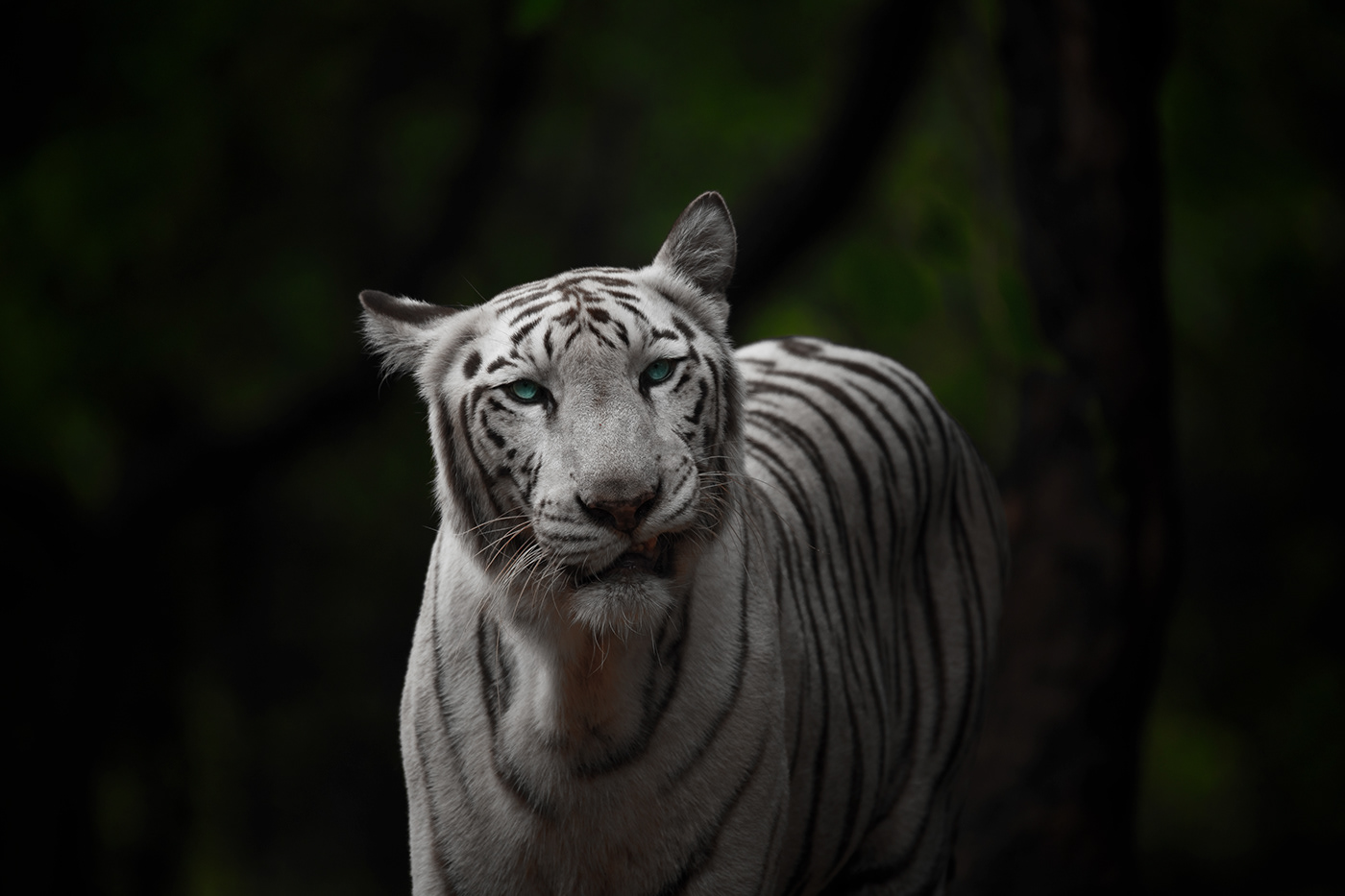 wildlife Nikon animals India d850 vineeth vineeth arya