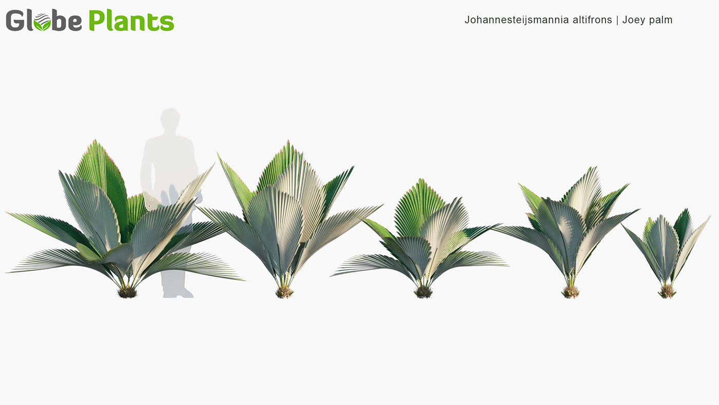 coronarenderer globeplants HDRI palm renderer Tropical visualization