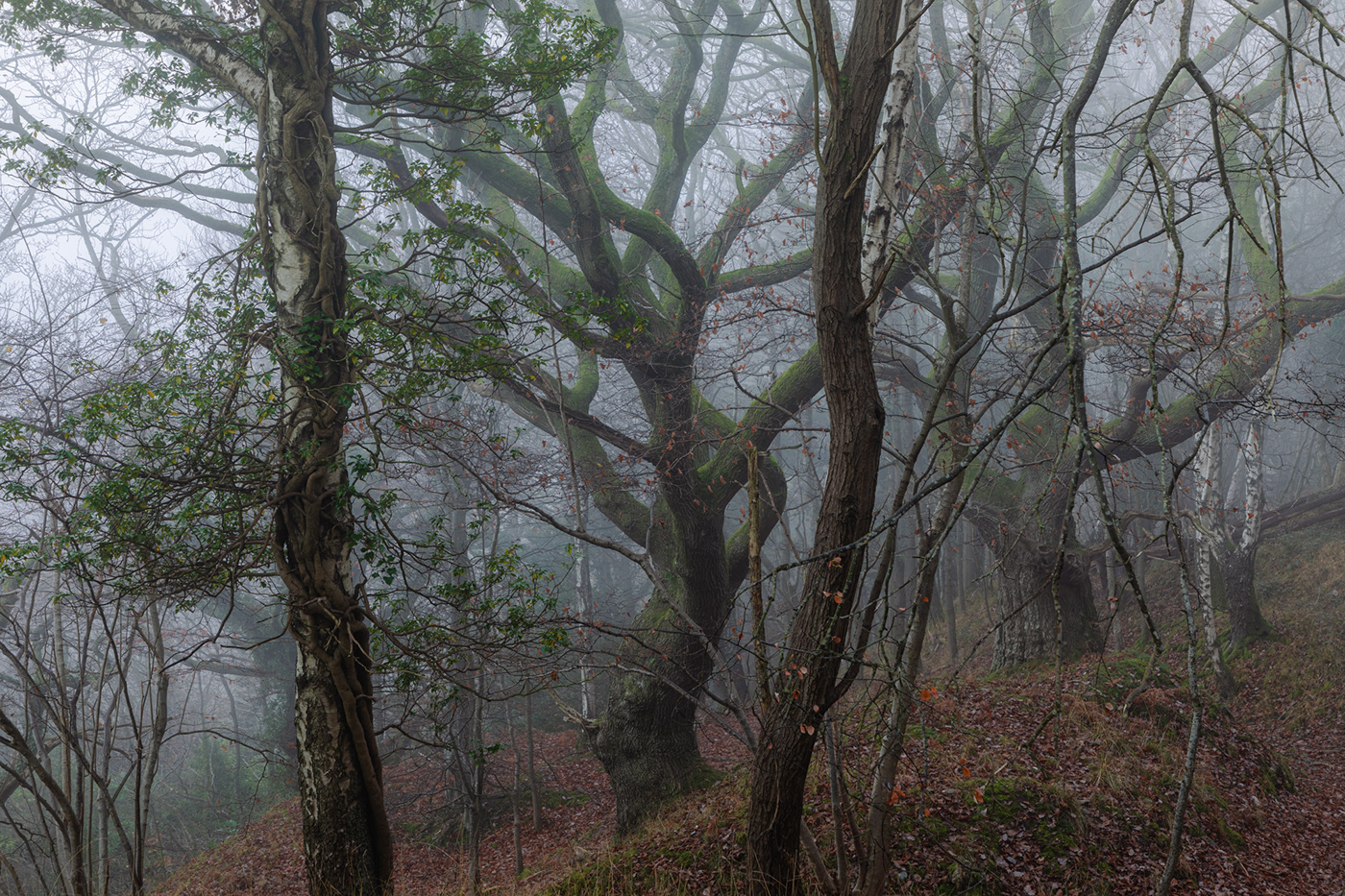 fine art fog forest landscape photography mystical Nature nature photography trees wales woodland