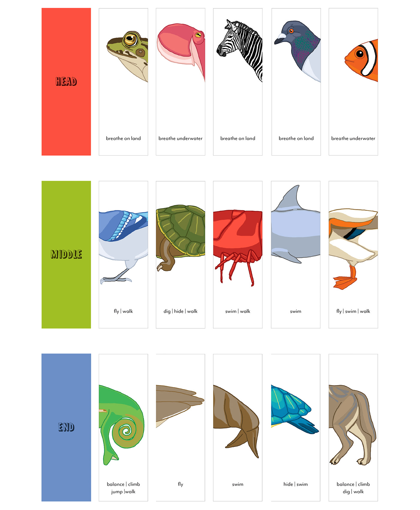 play design for play board game learning evolution playful learning anatomy animals