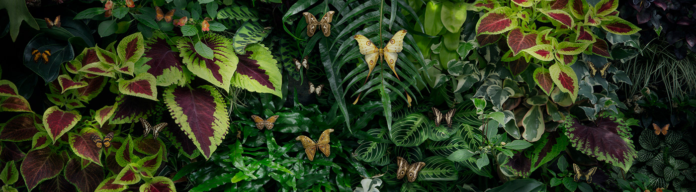 butterfly conservation Digital Collage green jungle moth Nature photomanipulation plants wallpaper