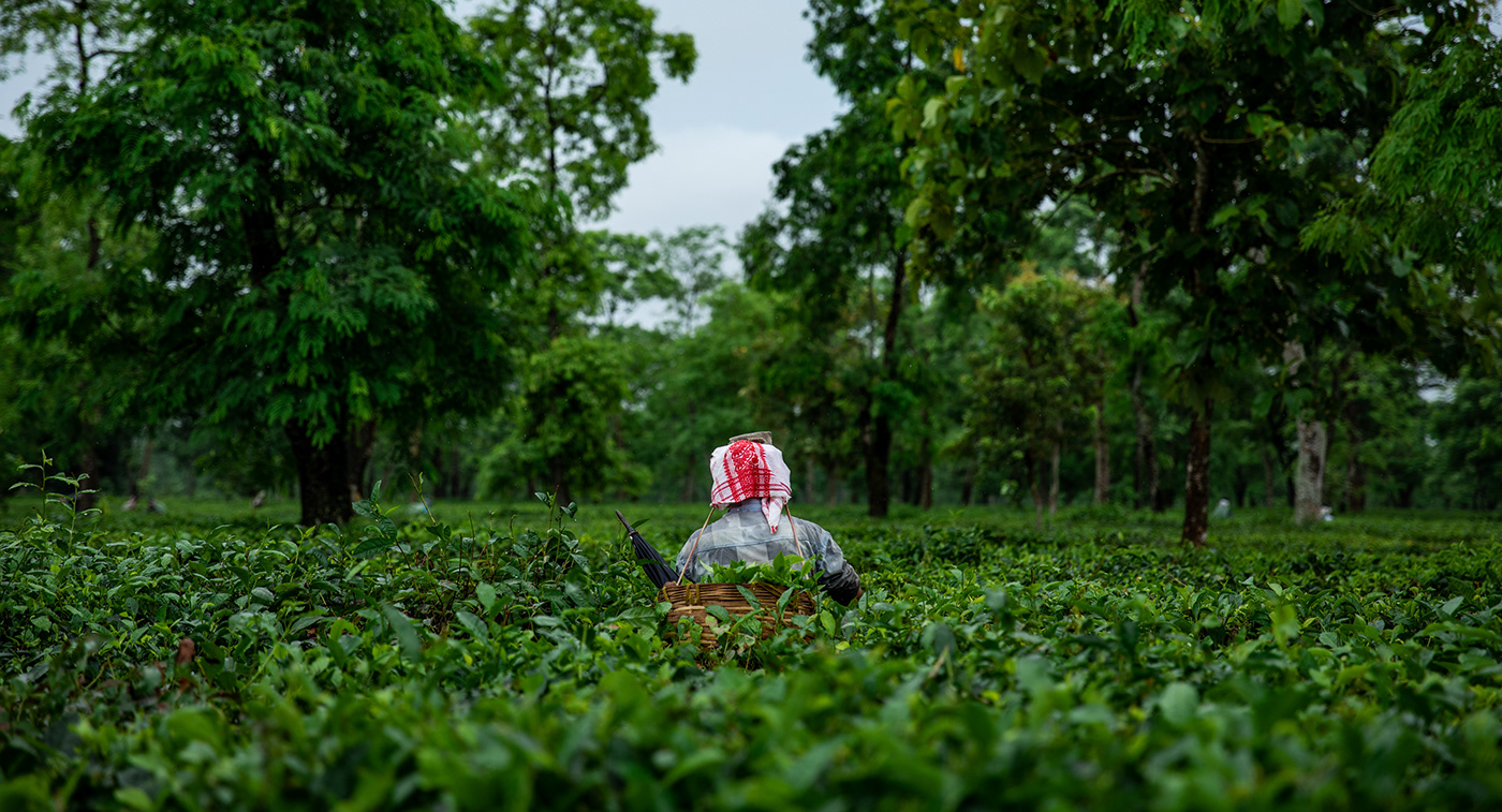 chai chaitea countryside estate farm fields leaves tea Teaestate