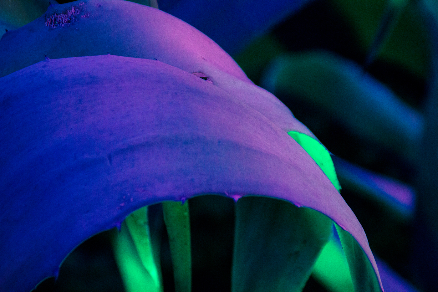 neon agave night acid tropic Plant Magic   Nature Beautiful colorful