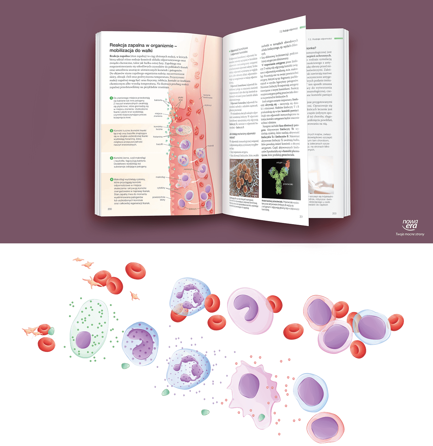 Blood cells organism biology body