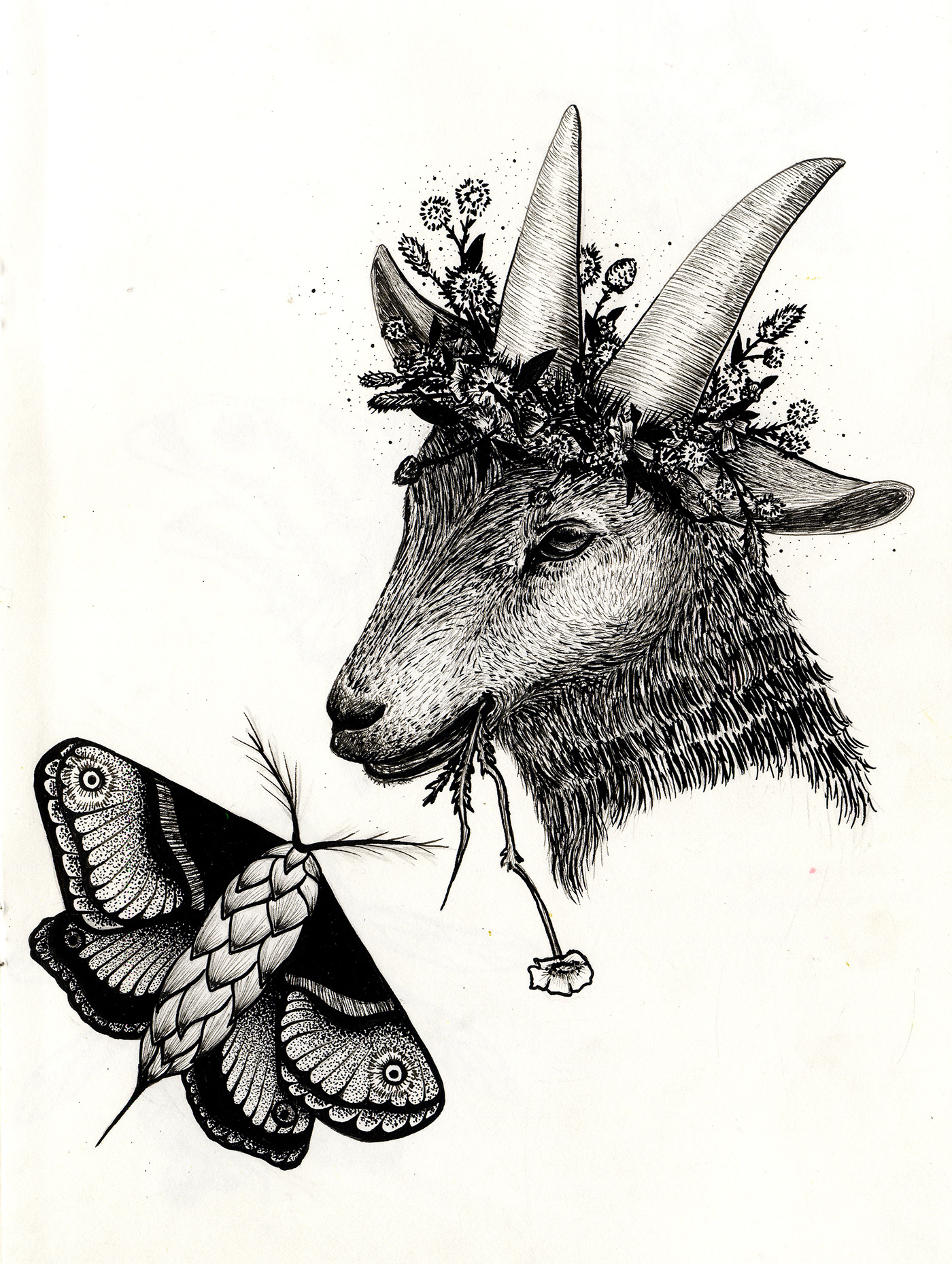goat illustrationoftheday etchingart moth darkwork Darkartist occultart plants magick tattoodesign  