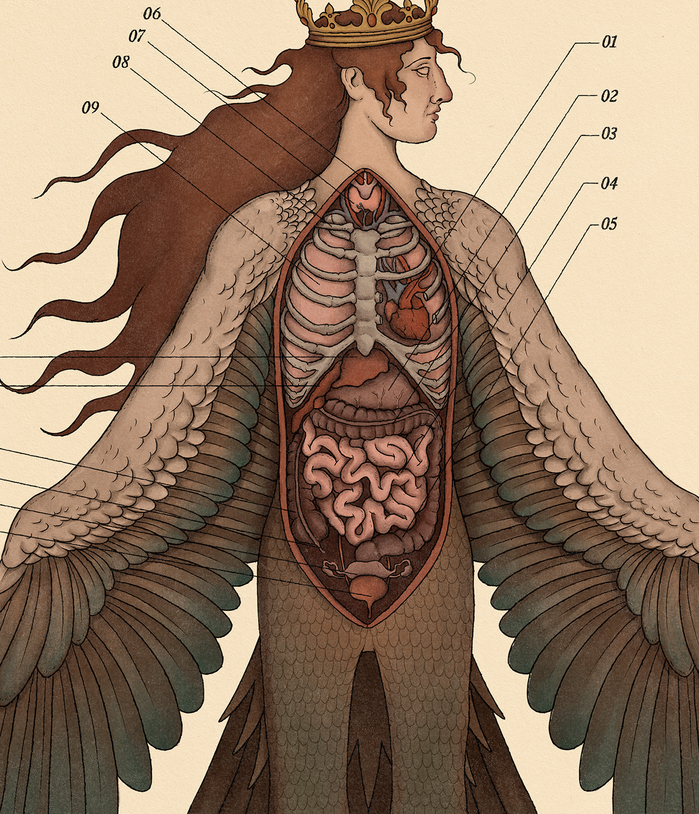 anatomy anatomy study creatures fantasy greek mythology harpy monster mythology science surreal