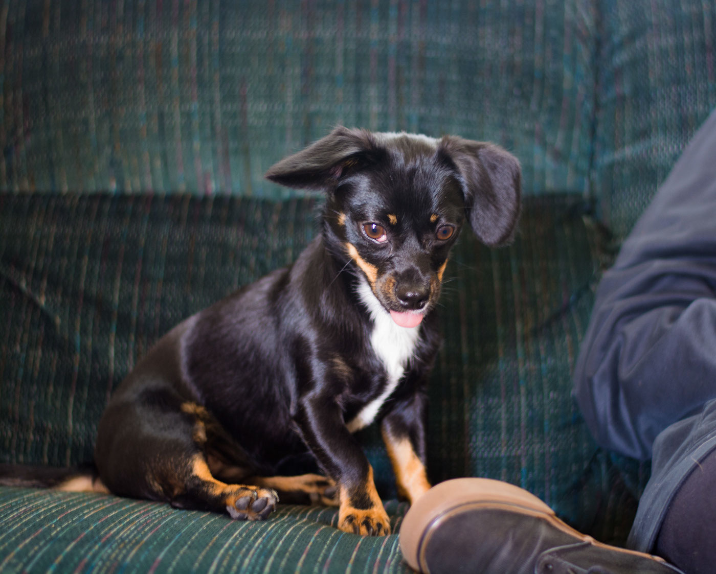 pups dogs chihuahua portraits Photography 