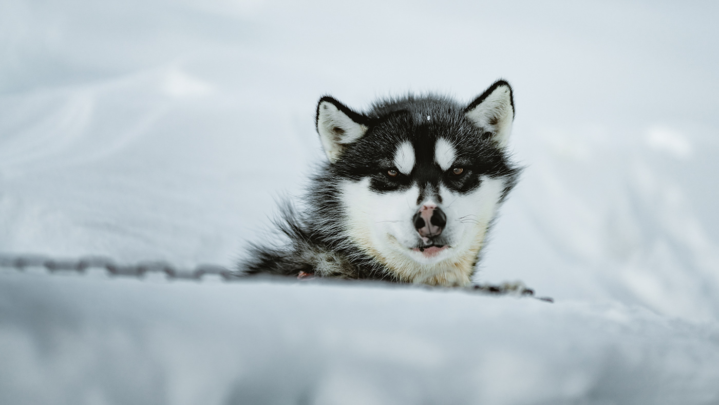 Greenland Arctic winter dogs snow remote ice White Nature Landscape