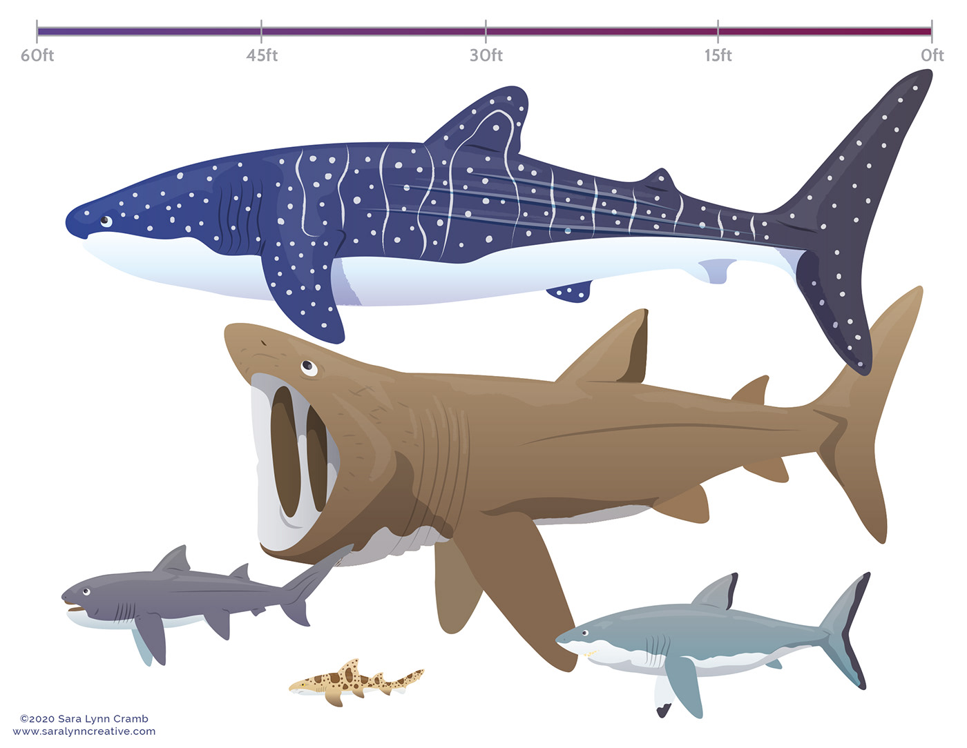 Echolocation fish Food web kidlitart Ocean ocean life octopus plankton sharks Whale