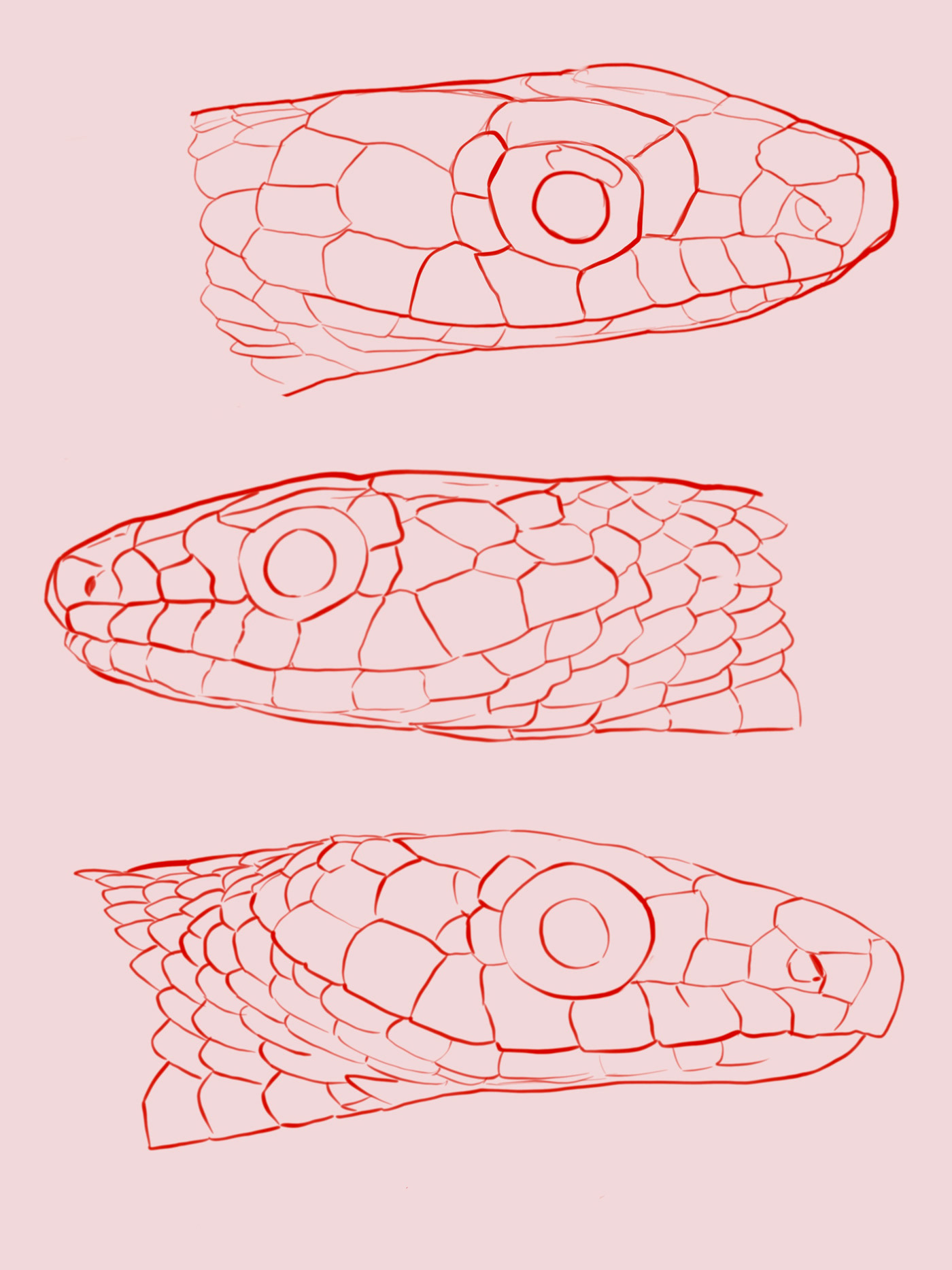 reptile serpent acuarela watercolor ilustracion ilustracioncientífica scientificillustration