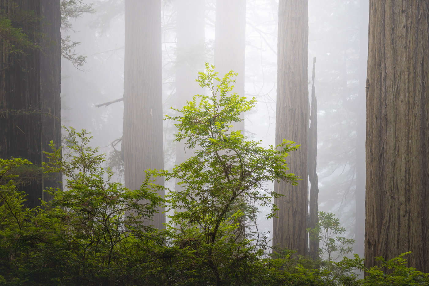 California forest redwoods trees Us