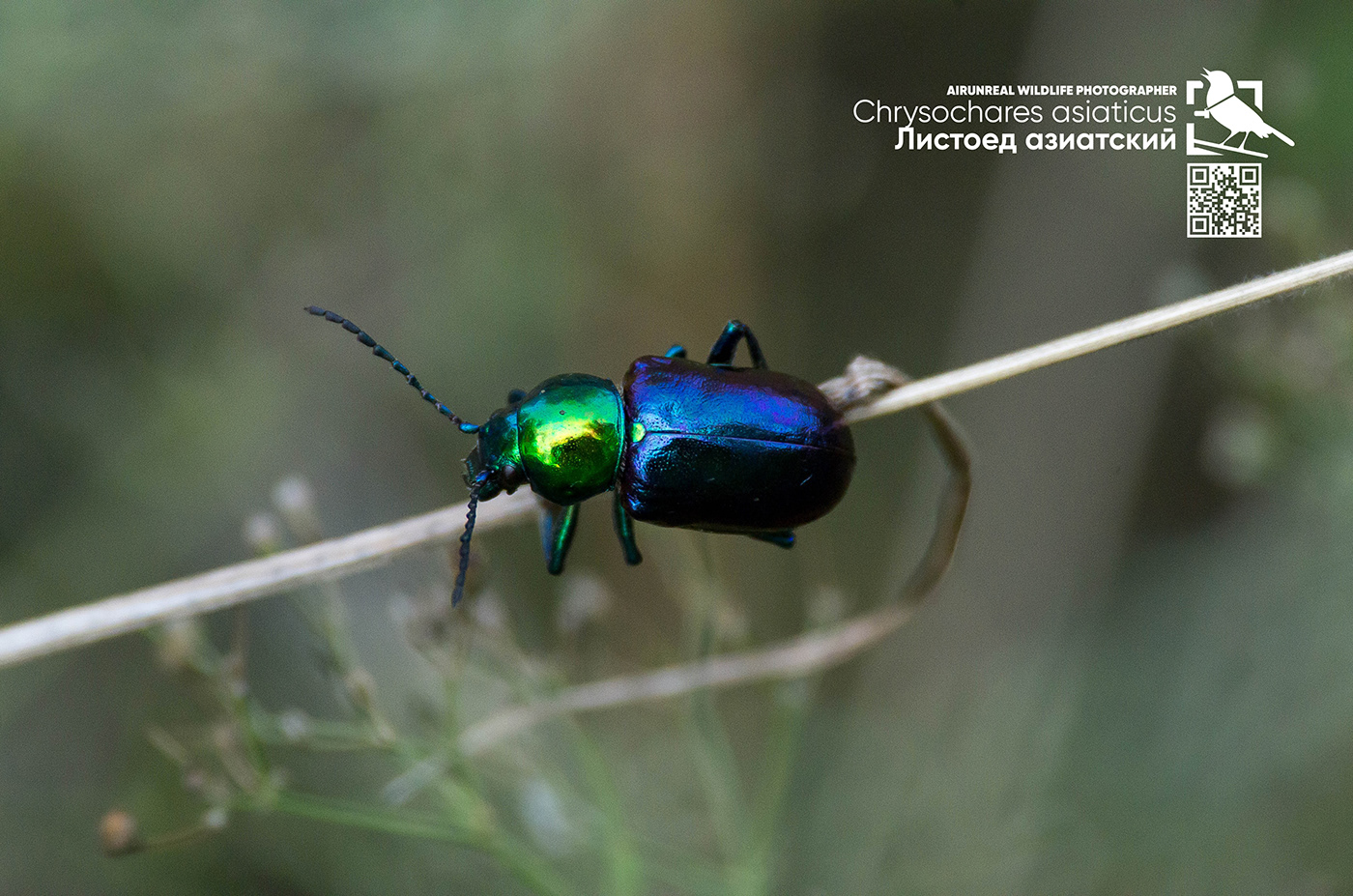 bug bugs Chrysochares asiaticus macro macro photo Macro Photography Russia volgograd wildlife