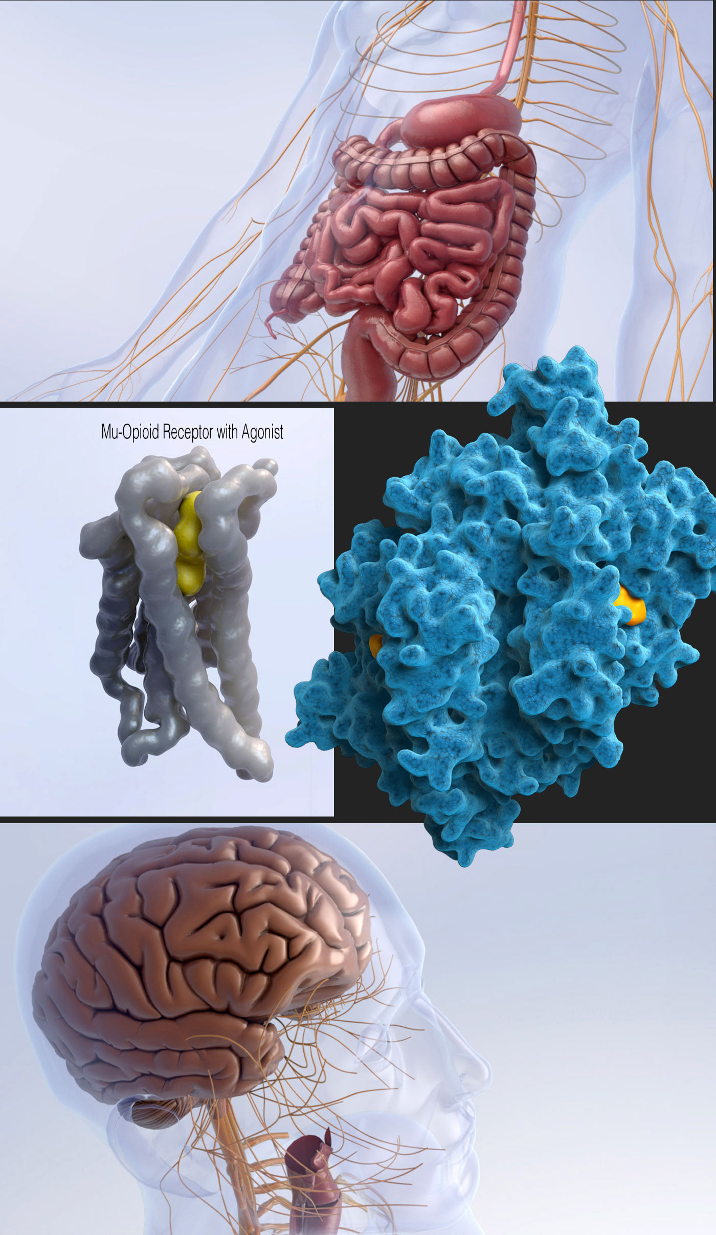 medical animation  3D 3d animation Pharmaceutical Pharma biology science cellular ILLUSTRATION 
