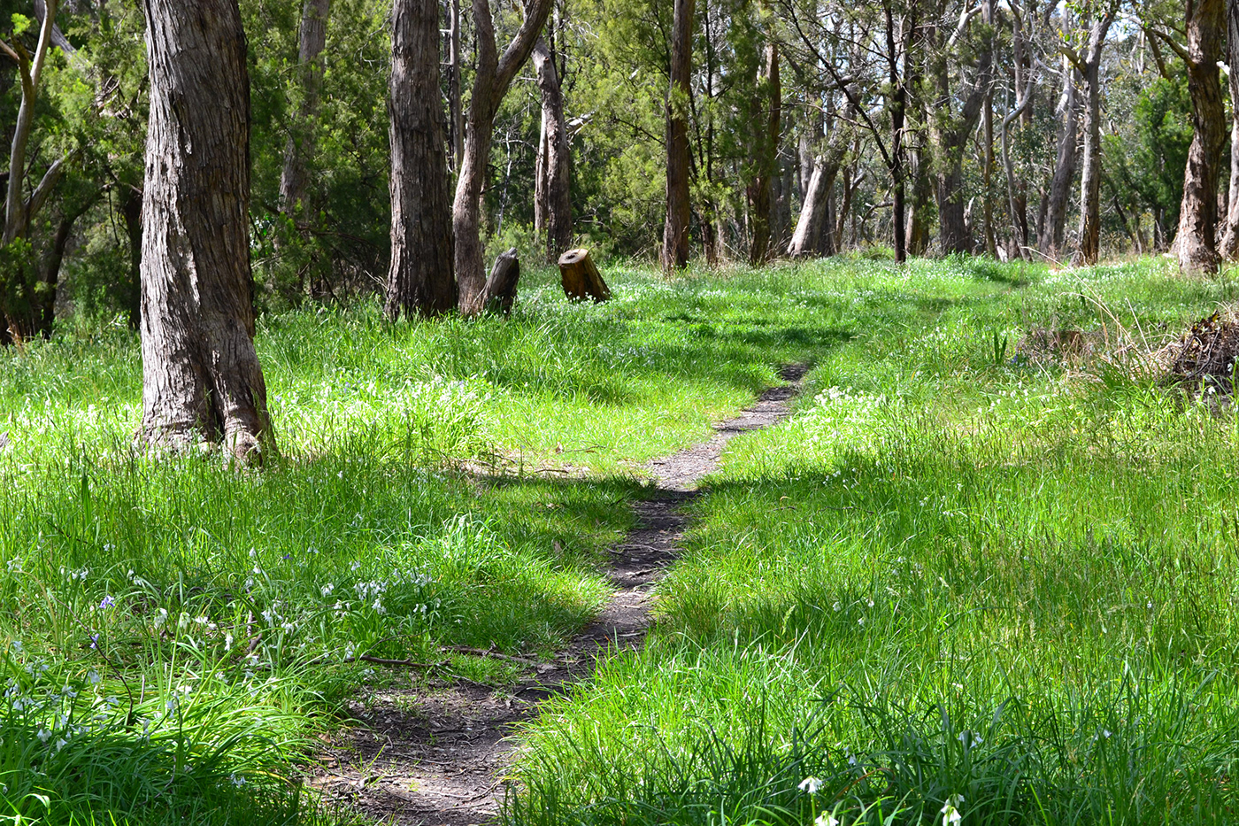 Nature Photography  Landscape pathway