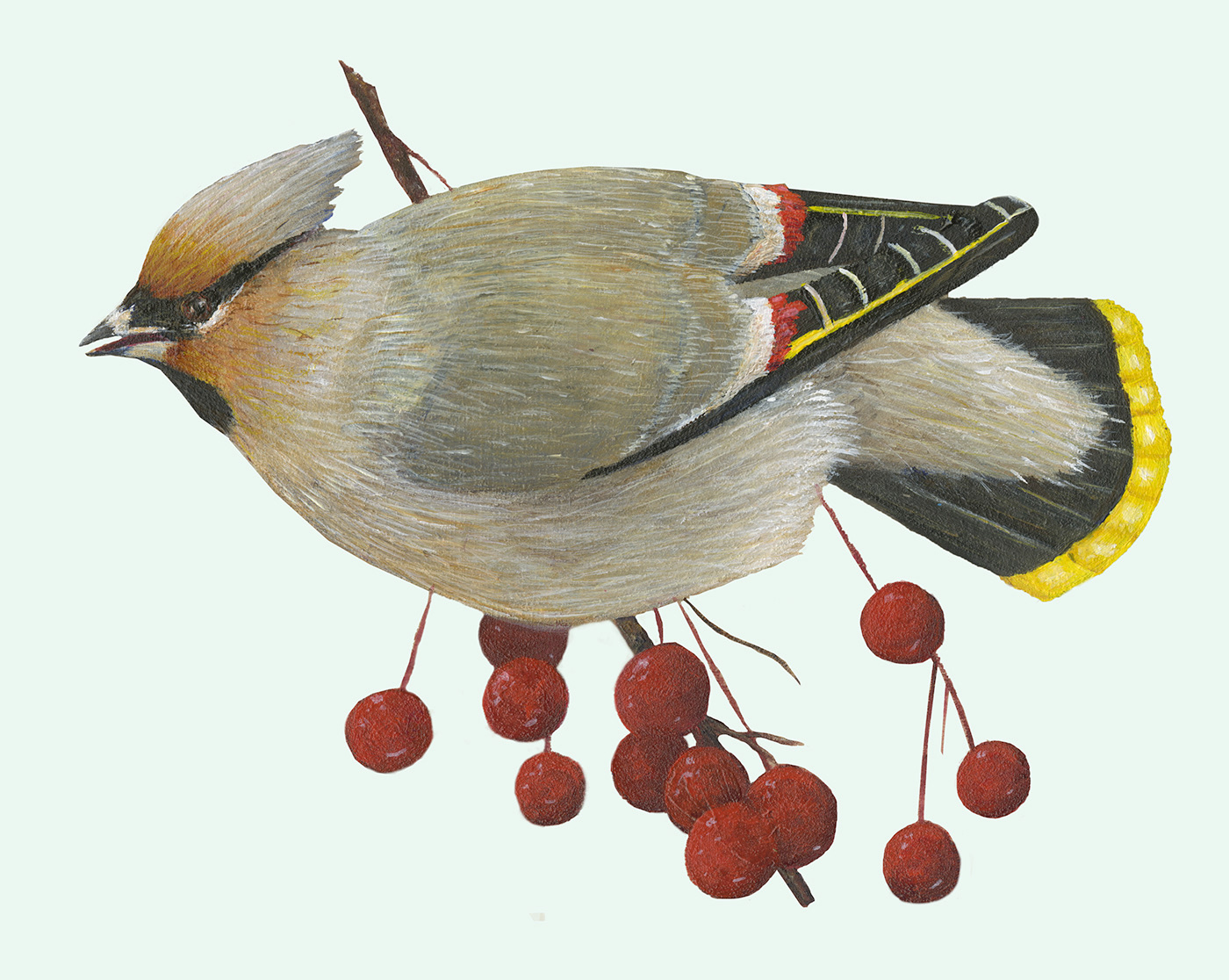 art ILLUSTRATION  painting   wildlife birds scientificillustration ornithology