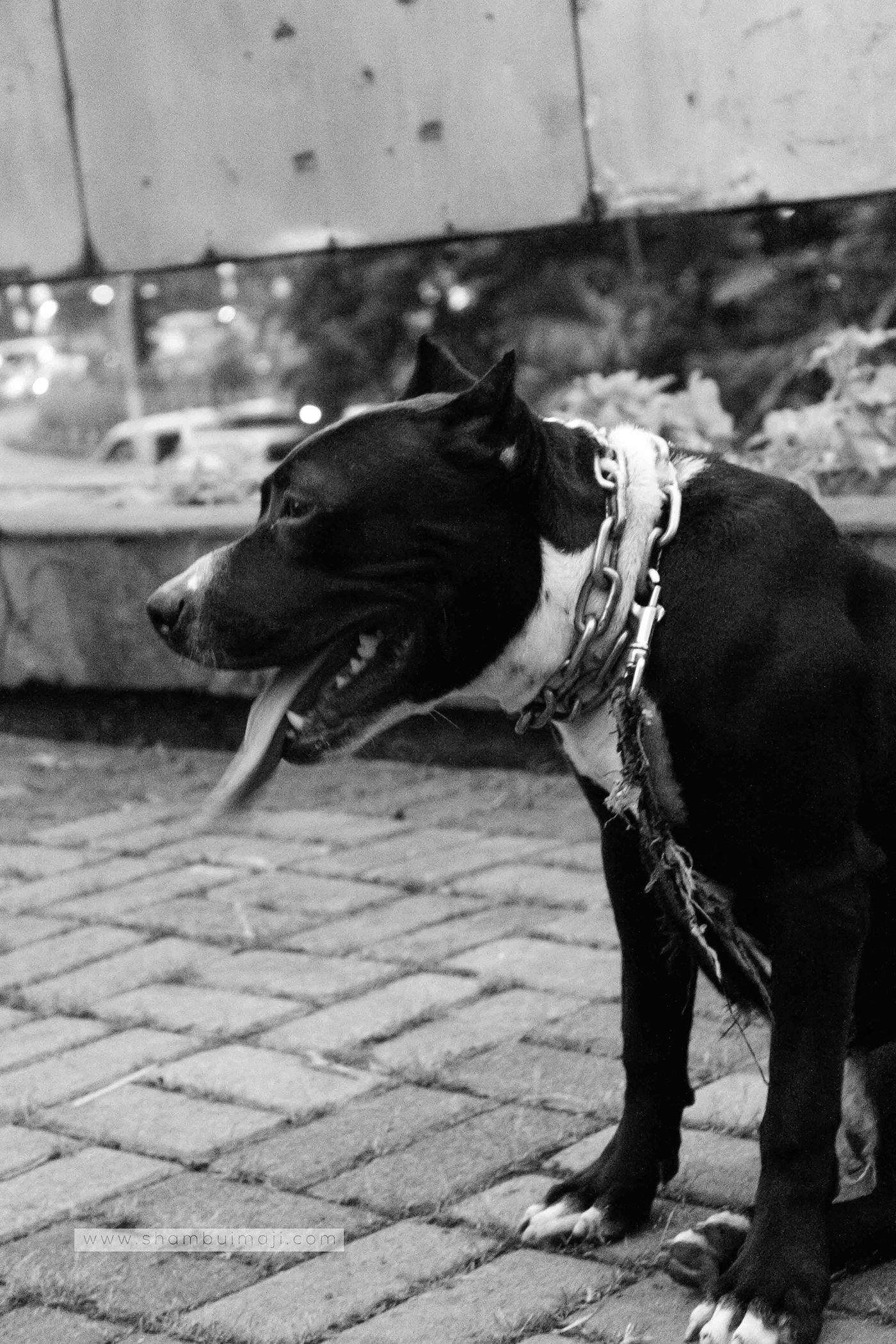 anjing Bogor animal photography street photography photojournalism  Photography  Canon