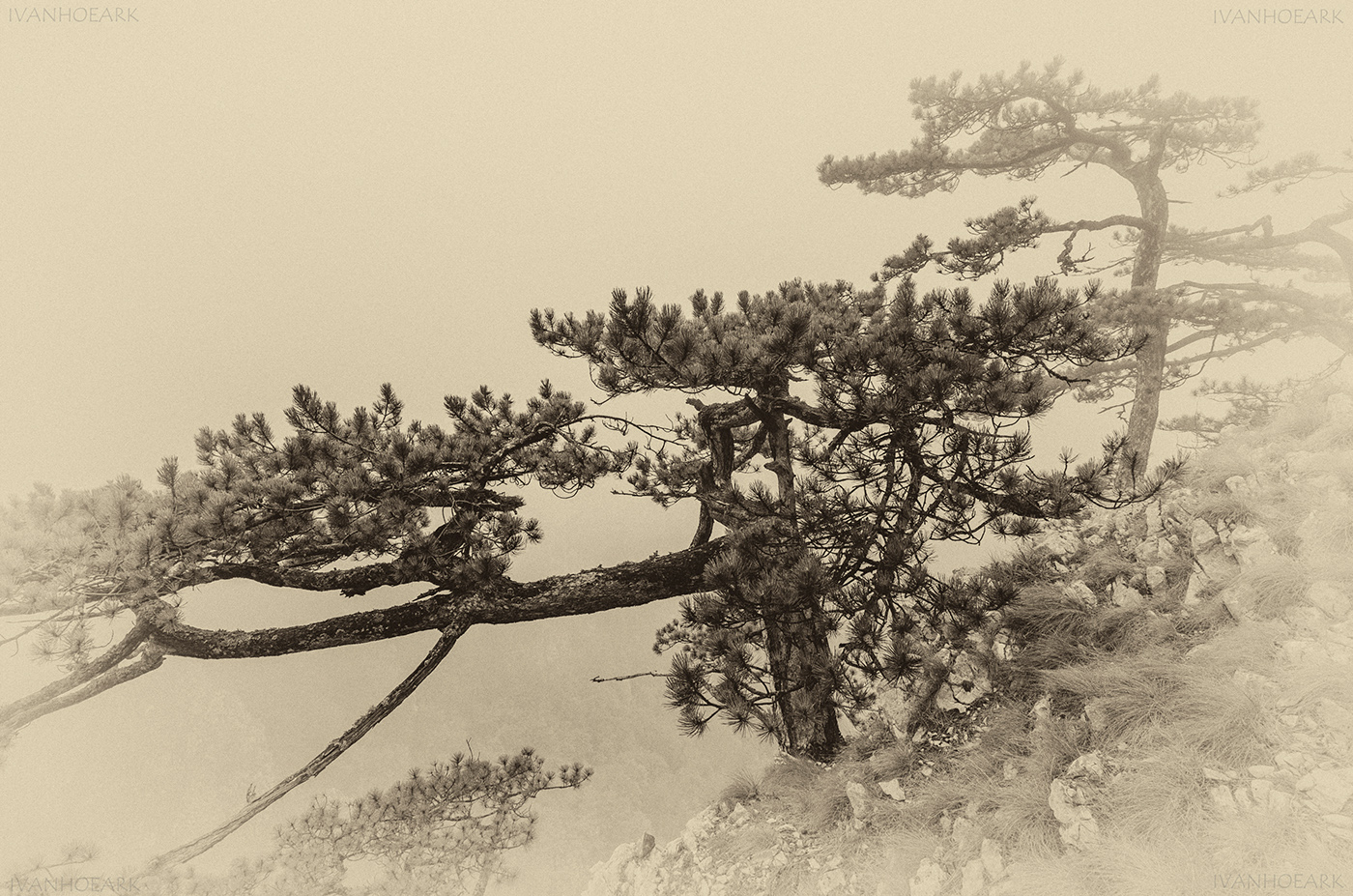 photo digital black and white trees mountain fog MORNING