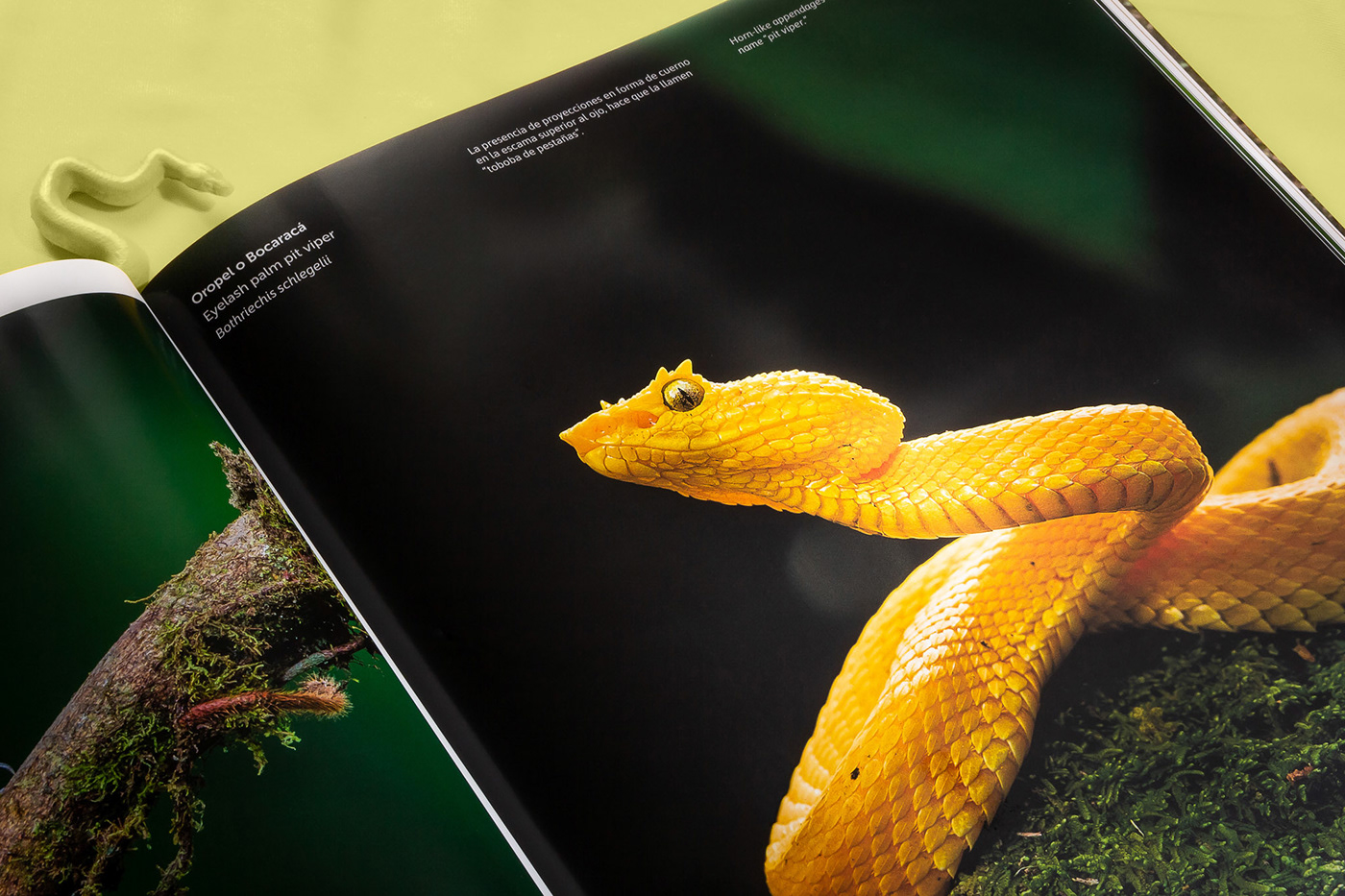 animal awareness biodiversity book Costa Rica editorial fauna Pucci pupila wonder