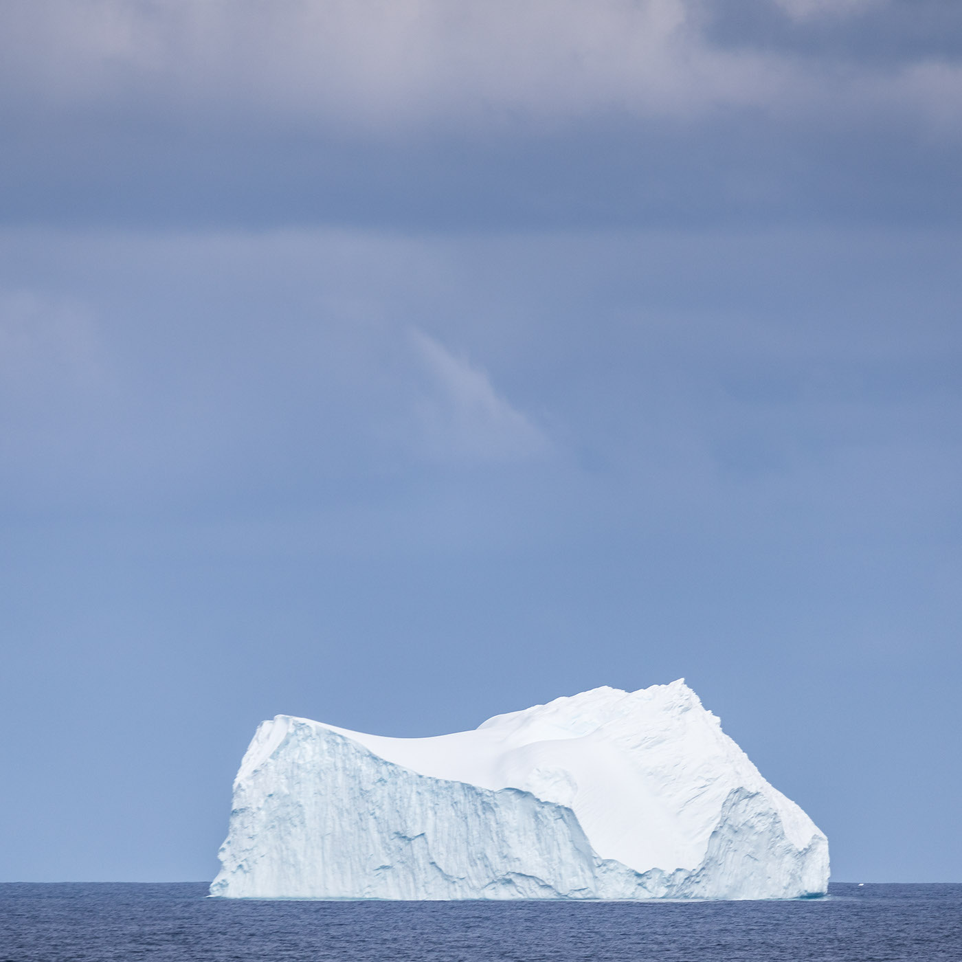 antarctica penguin iceberg snow Humpback whale kelp gull seals birds