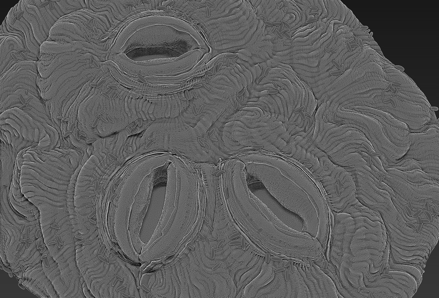 stomata biology leaf botany science pore epidermis Gas parenchyma Cell