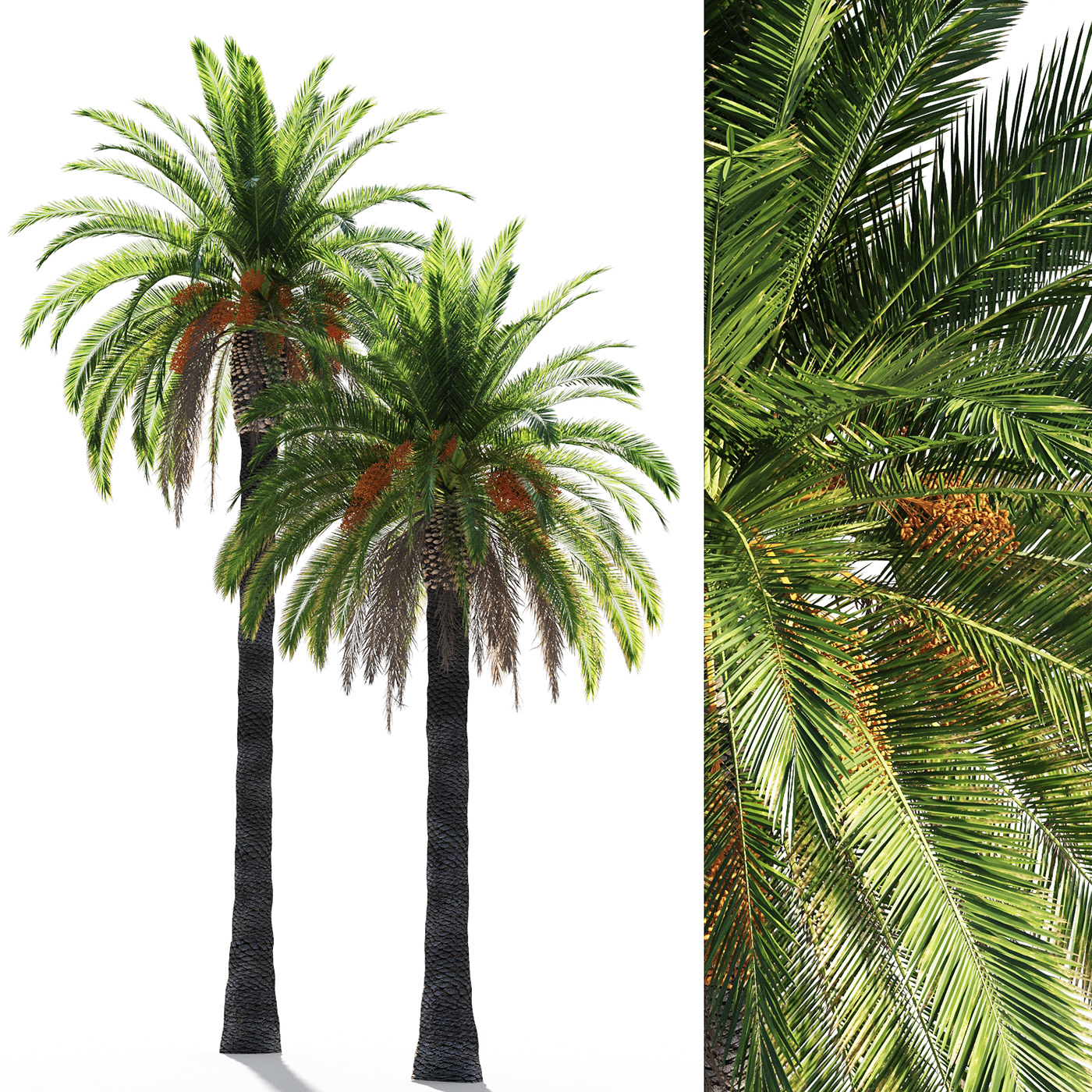 canariensis Canary island date date date palm palm Phoenix Phoenix canariensis Saudi Tree 