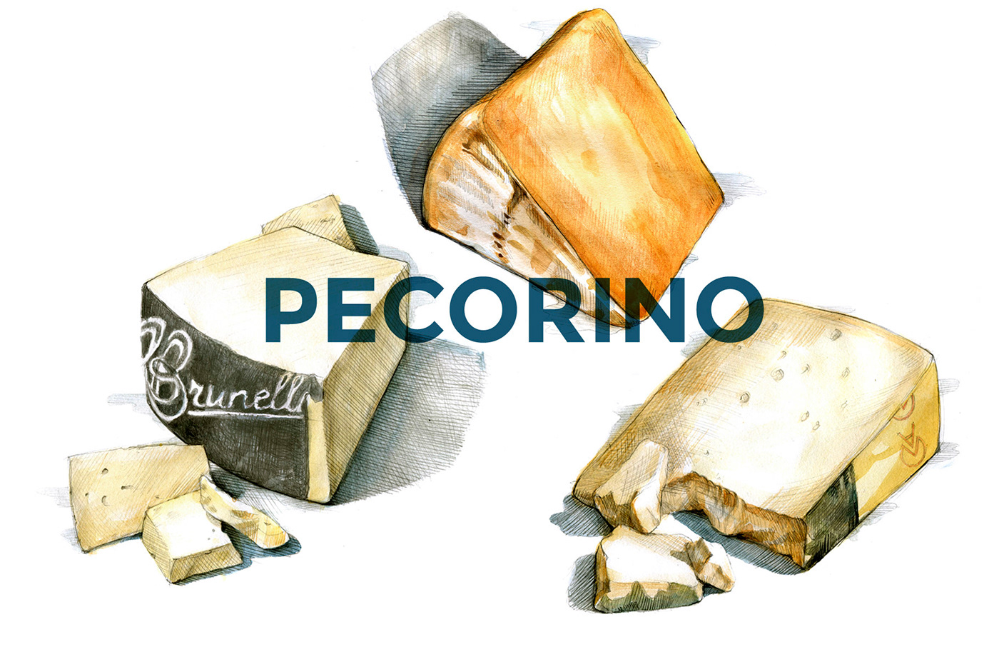 food illustration ILLUSTRATION  watercolor watercolor illustration Cheese Camembert parmigiano brie pecorino mozzarella