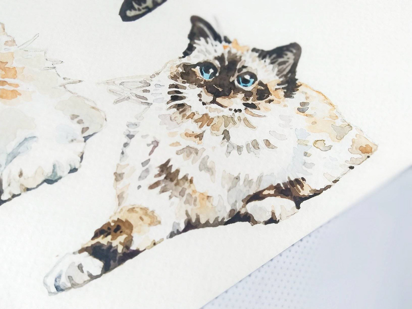 animal Cat ILLUSTRATION  watercolour