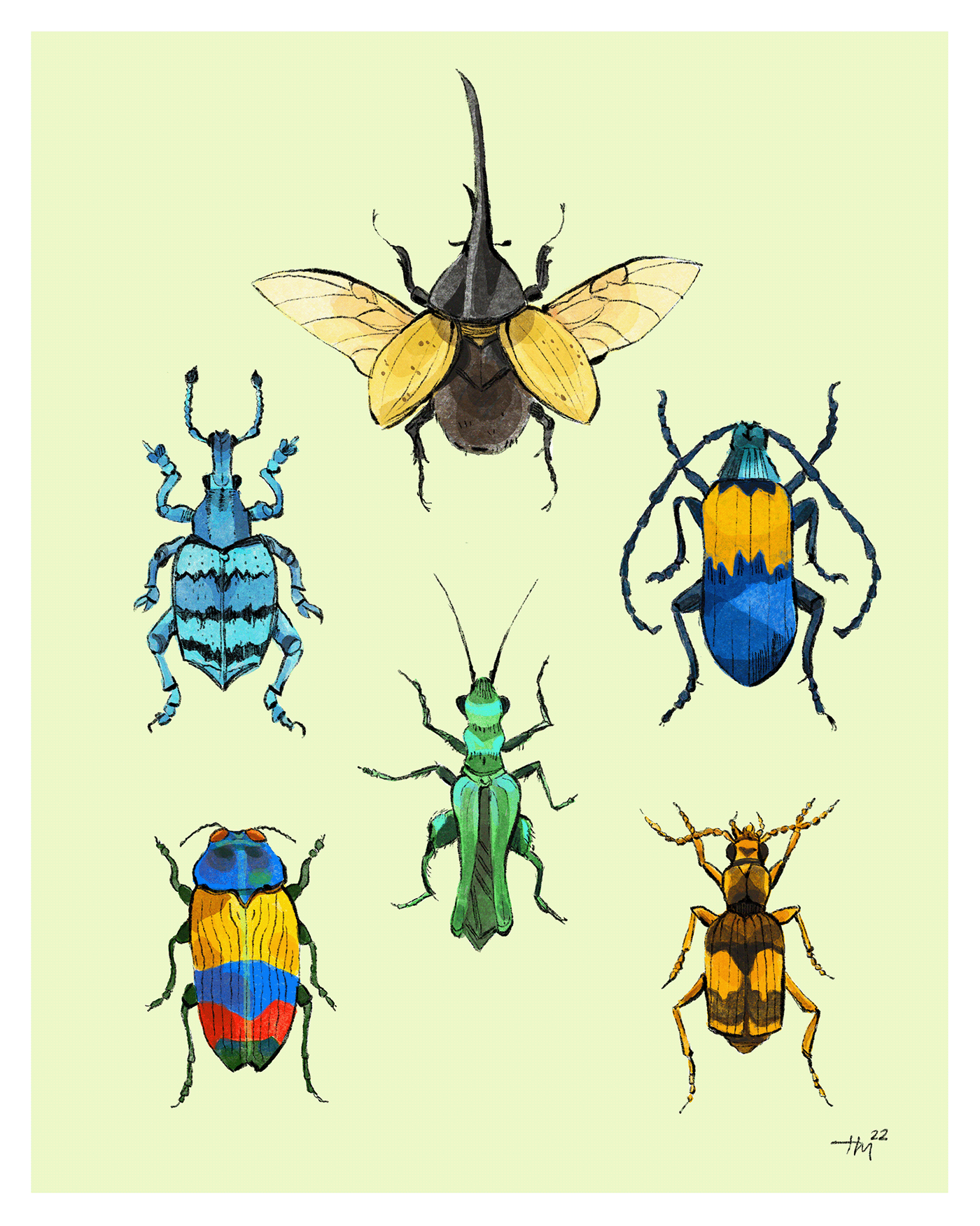 beetles bugs bug insect Drawing  artwork digital illustration Procreate entemology