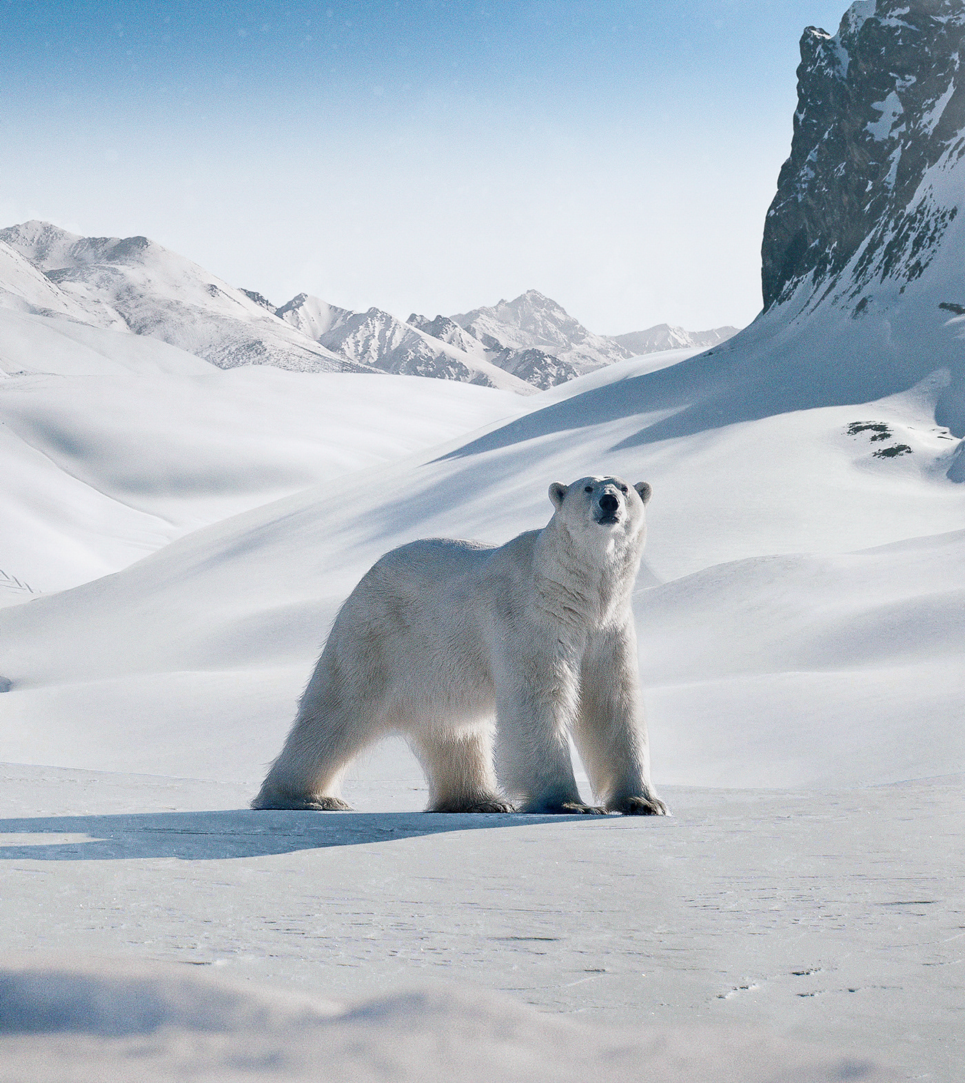 bear urso Svalbard montanha composition retouch photoshop