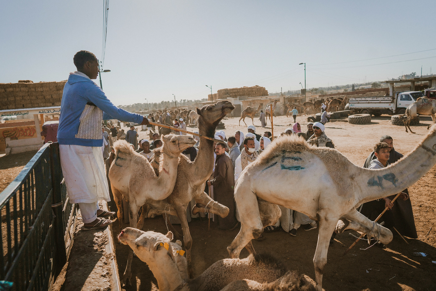 africa camel editoria egypt market NATGEO photojournalism  traditions