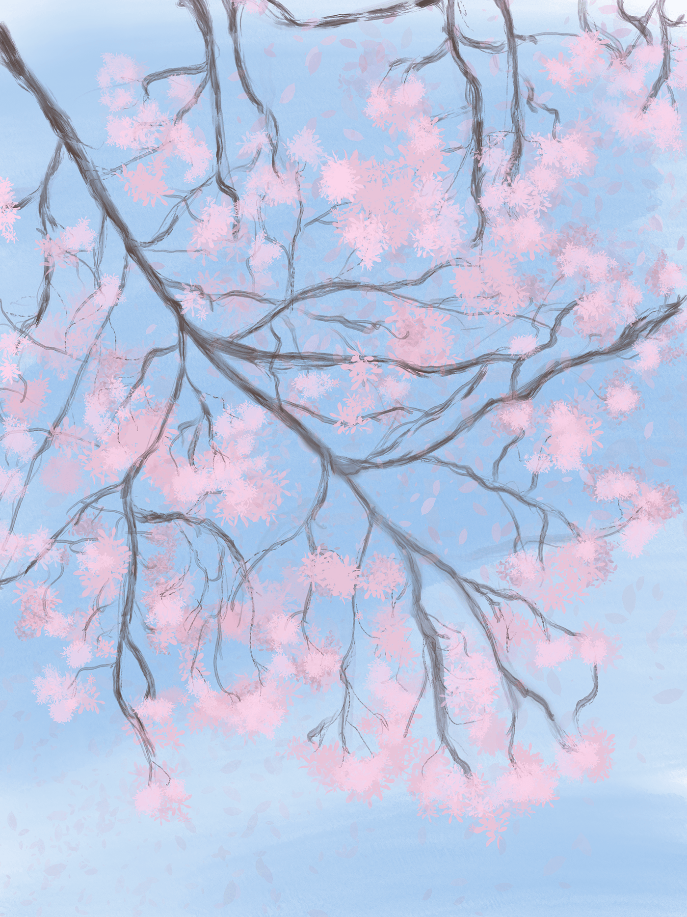 branches of cherry blossom (sakura) over a blue sky