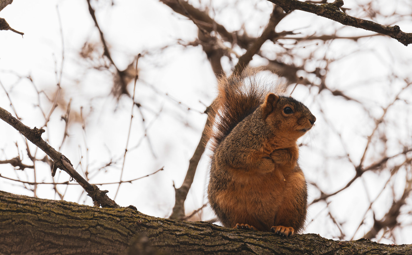 cute furry Nature outside rodent squirrel Tree Dweller trees wild life winter