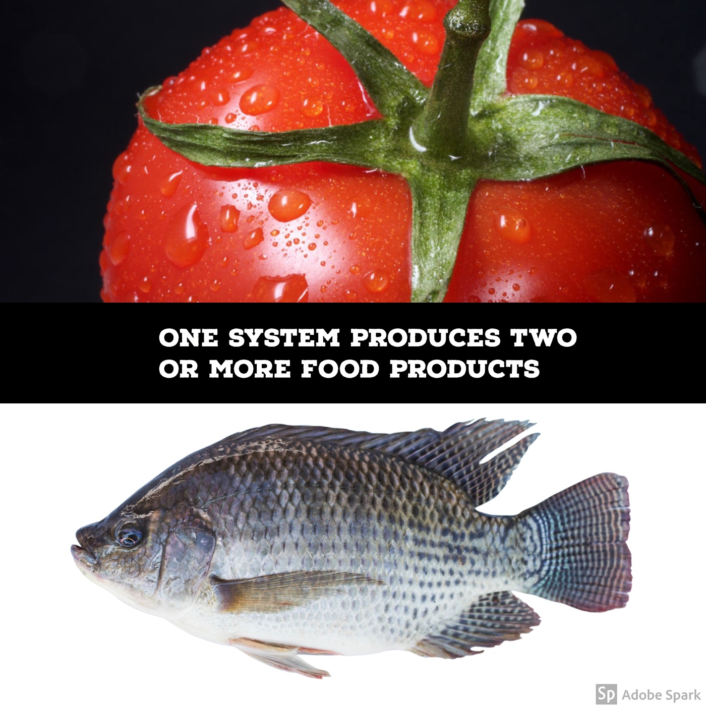 Sustainable Efficient farming aquaponics environmentally friendly Food 