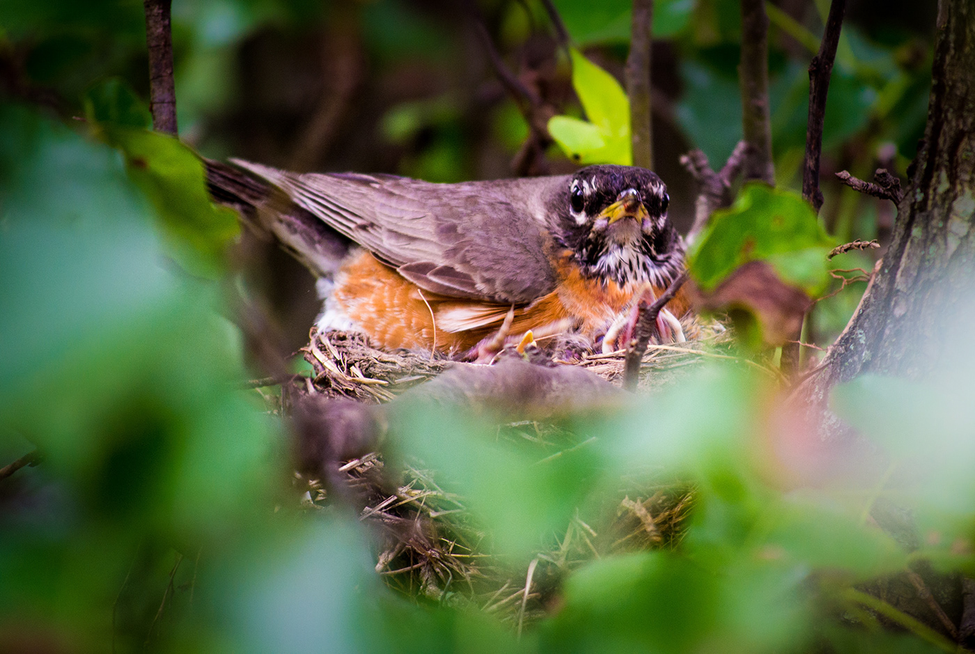 american robin birds Nature Photography  family outdoors