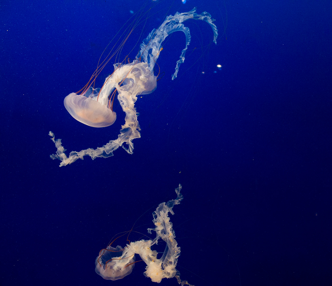 vancouver aquarium sealife fish jellyfish Nature