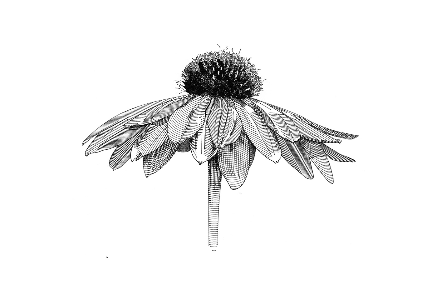 botanical crosshatching Drawing  etching flower ILLUSTRATION  linedrawing
