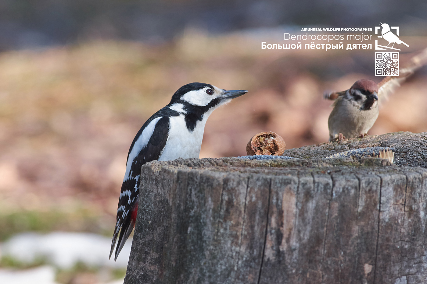 bird birds birdswatching volgograd Russia wildlife dendrocopos major Great Spotted Woodpecker