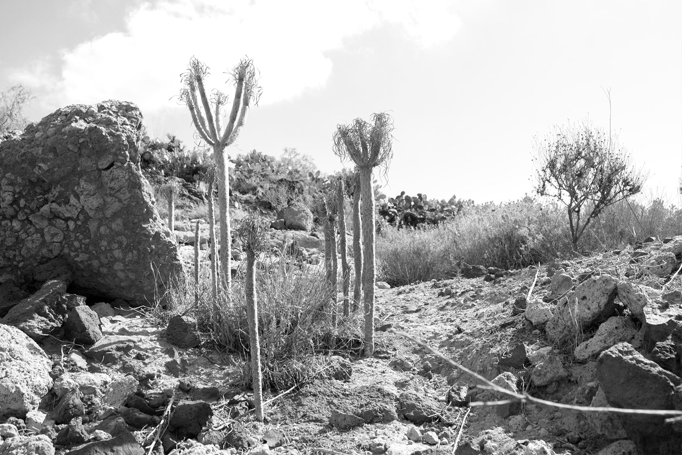 Photography  desert Landscape Nature garbage canary islands tenerife black and white