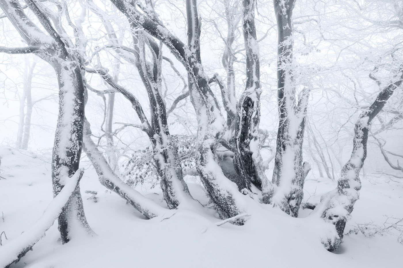 Beech curved enchanted fairytale fog hoarfrost snow trees Treescape winter