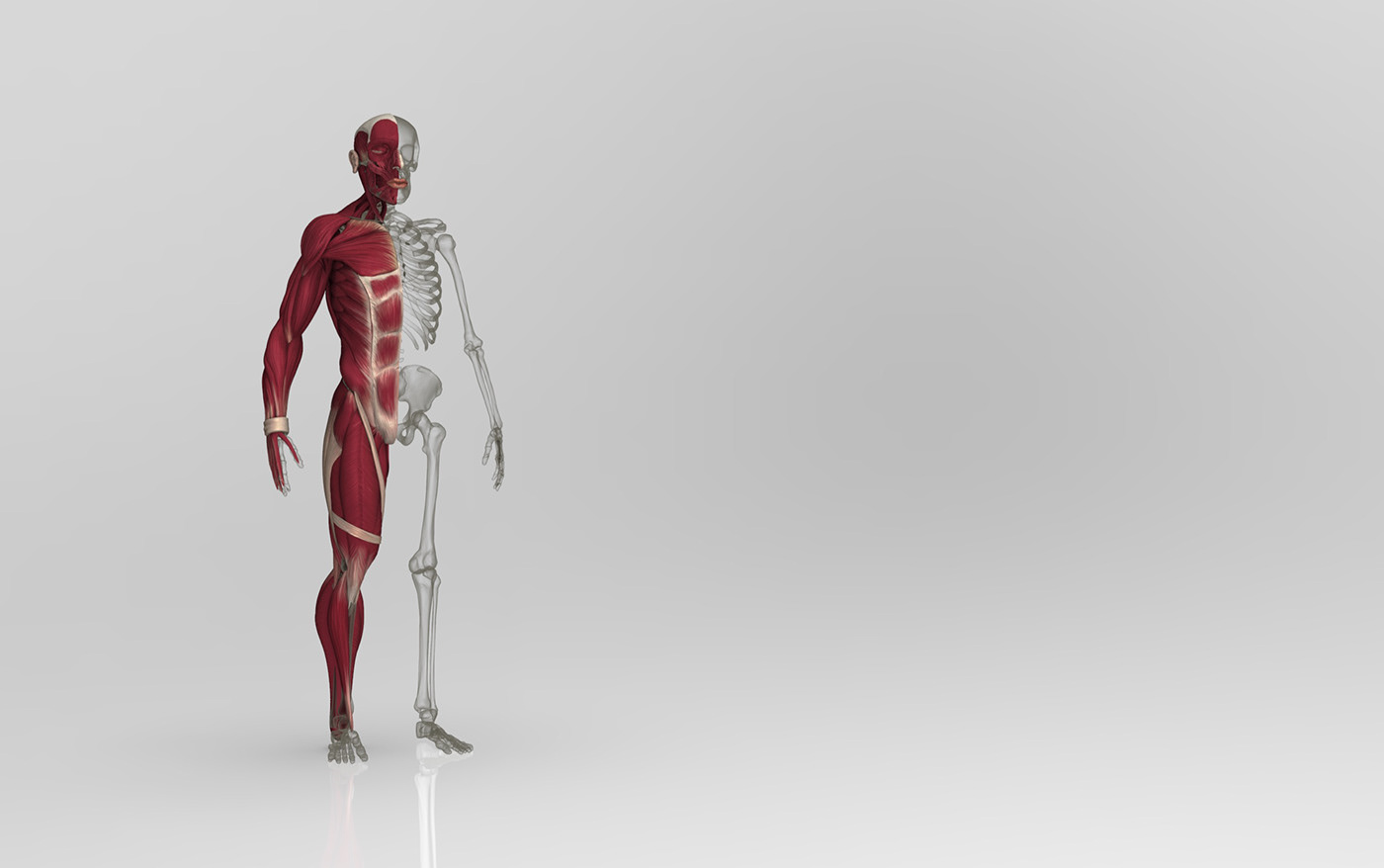 3D anatomia diseño de personajes Escultura Digital  Huesos musculos Zbrush