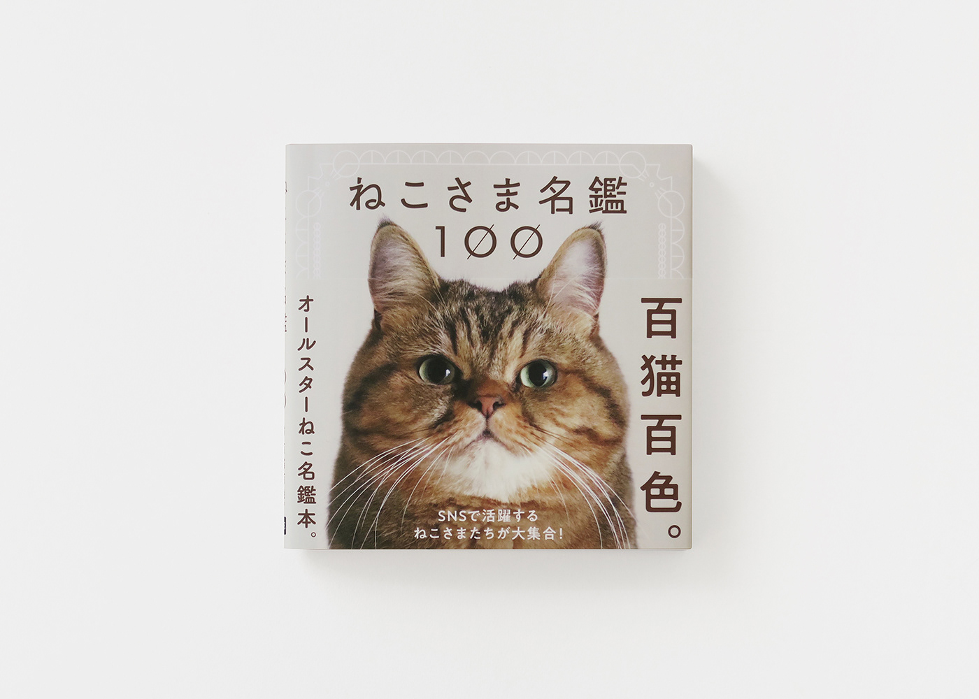 book design Cat graphic design  photo book