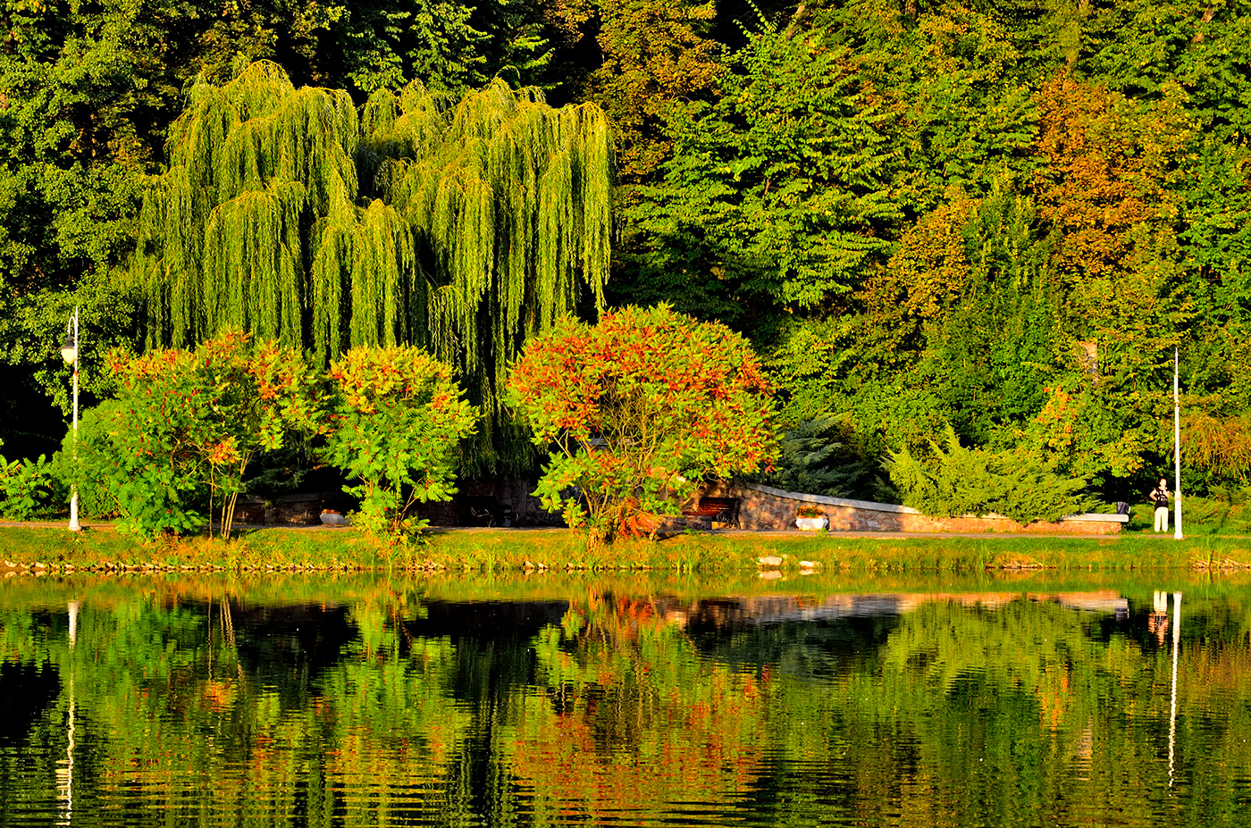 autumn autumn leaves Landscape pond reflections